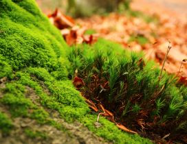 Amazing green moss - HD nature wallpaper