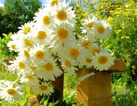 White Chamomile Bouquet on a stool