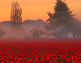A stunning landscape with a red tulips field