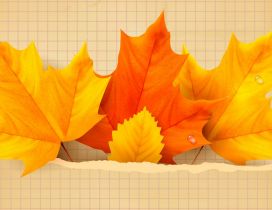 Three yellow and orange leaves - Autumn time