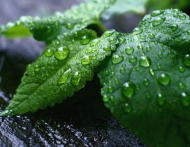Green mint leaves with water drops