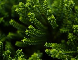 Branch of green plant - HD wallpaper