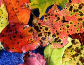 Colorful leaves with brown stains - Autumn wallpaper
