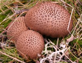 Three umber brown puffball in grass