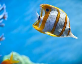 A beautiful fish with stripes of gold