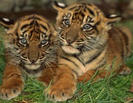 Two sweet young tigers on green grass