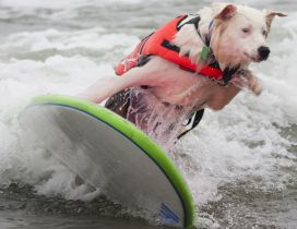 A cute white dog with jacket surfing on sea