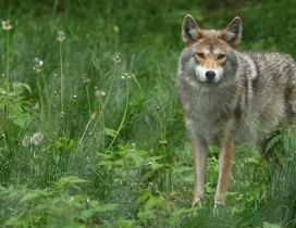 Lonely gray and brown wolf in the green grass