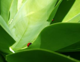 Red ladybugs on the big green leaves