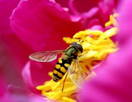 Bee collects pollen from a pink flower