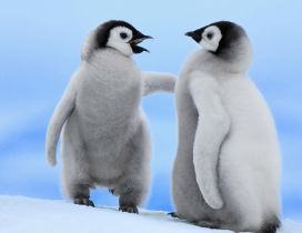 Very cute white penguins with black head