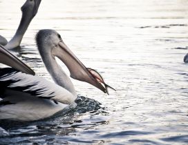 Feeding time for pelicans - Birds on water