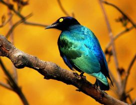 Beautiful blue and black bird on a branch