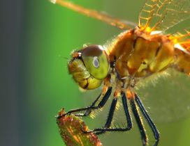 An orange dragonfly - Insect wallpaper