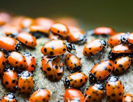 A lot of orange ladybugs - Insects wallpaper