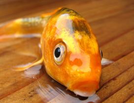 Golden fish out of water - HD wallpaper