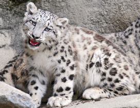 Gorgeous snow leopard - Wild animals