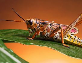 Beautiful colored locust insect on a green leaf