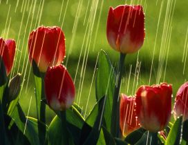 Red tulips under the rain - Flowers wallpaper