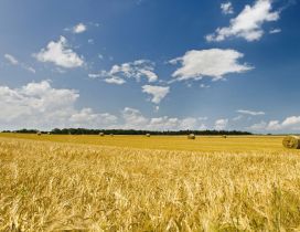 Wheat field in autumn - HD wallpaper