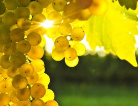 Beautiful golden grapes in the light of autumn sun