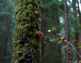 Mushrooms and moss on the tree trunk
