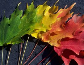 Colorful leaves - Spectrum of autumn