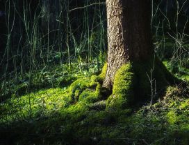 Tree trunk surrounded by green moss
