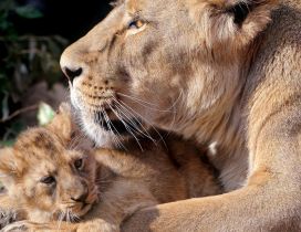 Lioness and her sweet cub - Wild animals family