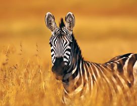 A beautiful zebra in the yellowed field