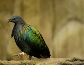Black and green bird - Beautiful green wings