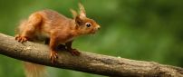 A cute orange squirrel on a wood