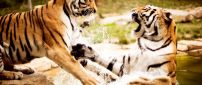 Fight between tigers in water - Wild animals