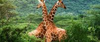 Two giraffes in a green forest on mountains
