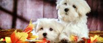 Two beautiful white Bichon Frize - Sweet dogs