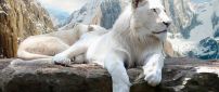 Beautiful white lions on rocks in mountains