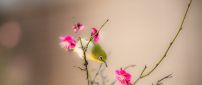 A green little bird on a branch with pink flowers