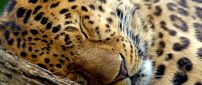 A cute leopard sleeps on a wood