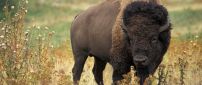 Black American Bison - Animal wallpaper