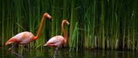 A pair of flamingos in water - Orange birds