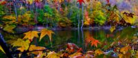Beautiful autumn landscape in the colorful forest