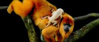 Monkeys play through tree branches - Animals wallpaper