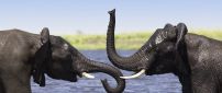 Two elephants talking in water - Wild animals