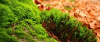 Amazing green moss - HD nature wallpaper