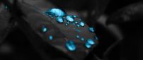 Turquoise water drops on a leaf - Abstract wallpaper