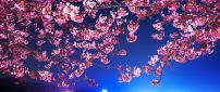 Pink flowers on branches - Cherry blossom