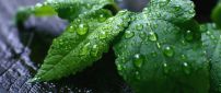 Green mint leaves with water drops