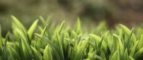 Green grass in field - Macro HD wallpaper
