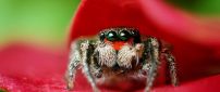 Macro spider on a red petal - HD wallpaper