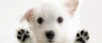 Very sweet white puppy - HD animal wallpaper